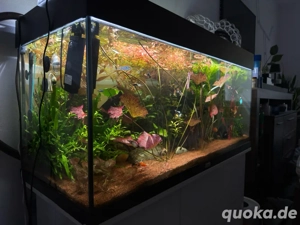 Ludwigia staengel abzugeben 