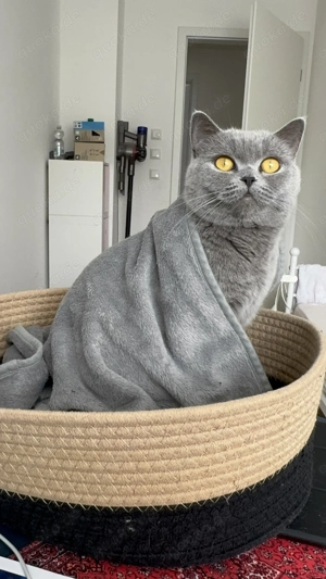 BKH graue Katze 2 Jahre 