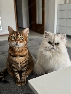 Bengal und Perserkatze
