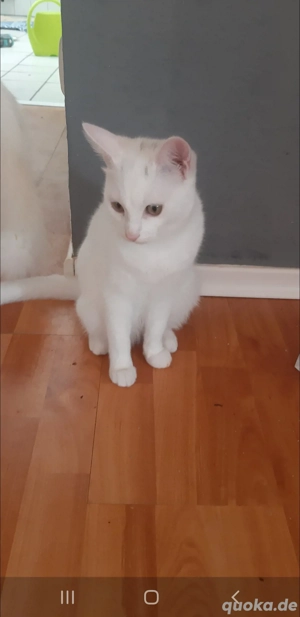 2 türkische van katzen 