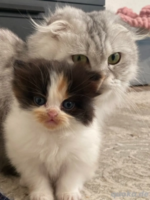 Perser Kitten Bild 6