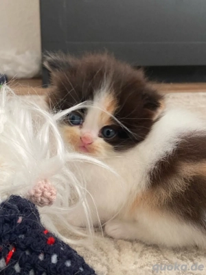 Perser Kitten Bild 5