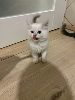 Perserkatze Ragdoll mixesh