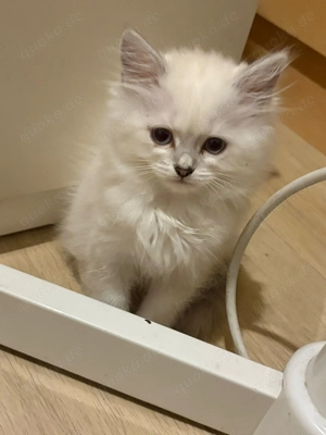 Perserkatze Ragdoll mixesh