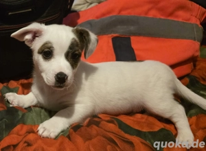 Kleiner Herzensbrecher(Französische  Bulldoggen Jack Russell  Mix)sucht  Familie 