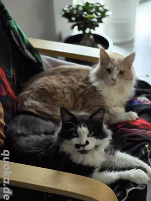 Maine Coon Kater sucht