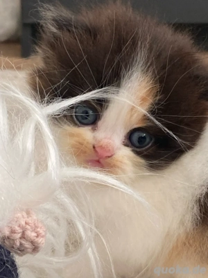 Perser Kitten Bild 7