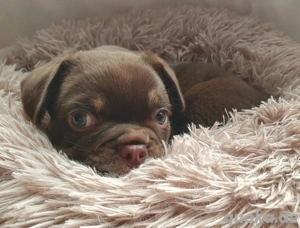Französische Bulldoggen Welpen mit kleinen Anteil altdeutsch.Pandamops suchen liebevolles Zuhause