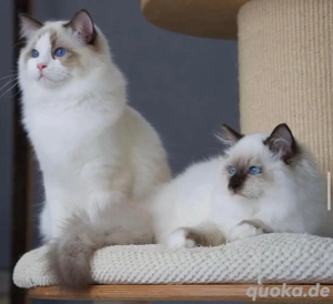 Unwiderstehlich kuschelige Ragdoll-Kätzchen suchen ein Zuhause! WhatsApp: 015510 546193