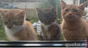 3 kater abzugeben 