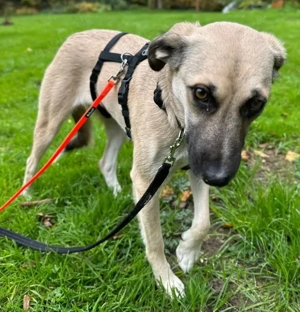 Fary, geb. ca. 02 2024, lebt auf einer Pflegestelle in 58332 Schwelm Bild 10