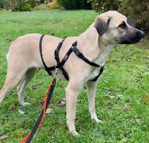 Fary, geb. ca. 02 2024, lebt auf einer Pflegestelle in 58332 Schwelm Bild 8