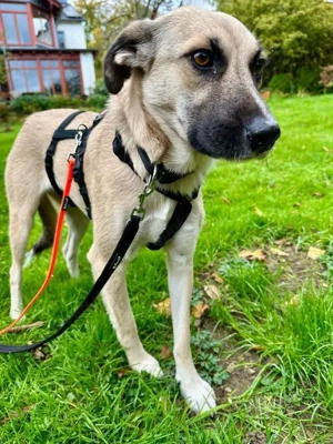 Fary, geb. ca. 02 2024, lebt auf einer Pflegestelle in 58332 Schwelm Bild 2