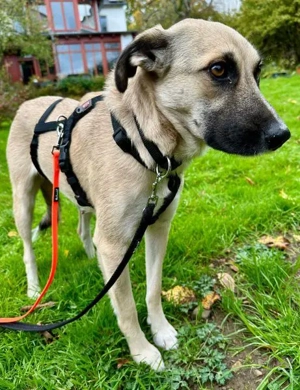 Fary, geb. ca. 02 2024, lebt auf einer Pflegestelle in 58332 Schwelm Bild 5