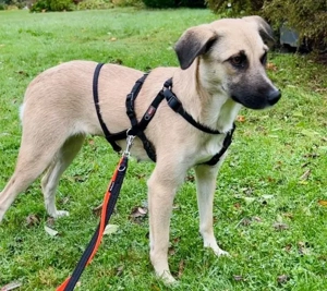 Fary, geb. ca. 02 2024, lebt auf einer Pflegestelle in 58332 Schwelm Bild 7