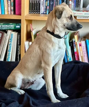 Fary, geb. ca. 02 2024, lebt auf einer Pflegestelle in 58332 Schwelm Bild 6