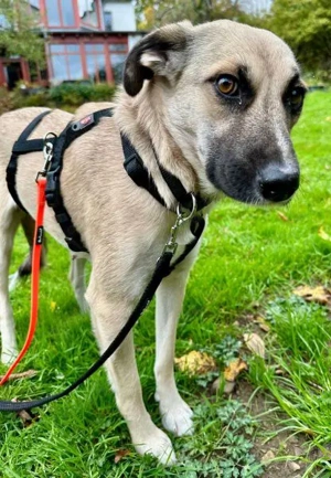 Fary, geb. ca. 02 2024, lebt auf einer Pflegestelle in 58332 Schwelm Bild 3