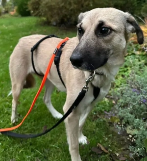 Fary, geb. ca. 02 2024, lebt auf einer Pflegestelle in 58332 Schwelm Bild 4