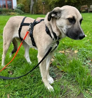 Fary, geb. ca. 02 2024, lebt auf einer Pflegestelle in 58332 Schwelm Bild 9