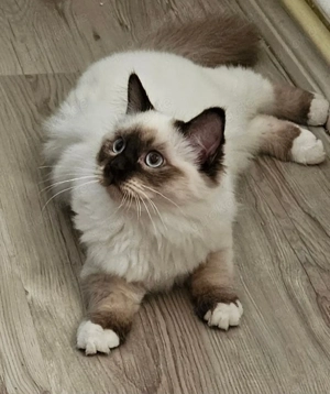 Wurfankündigung Heilige Birma  