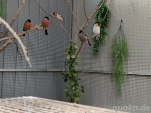 Nordische Dompfaff-Hähne aus 2025, eigene Zucht. Nur noch 2 Paare verfügbar