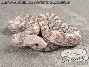 Kornnatter Jungtiere 2025 Cinder Striped & Shatter