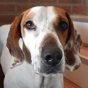 Zack, geb. ca. 10 2022, lebt auf einer Pflegestelle in 23556 Lübeck