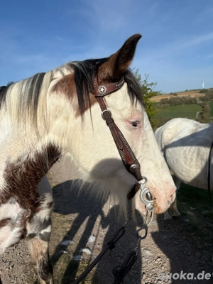 Wunderschöne Stute sucht bestplatz