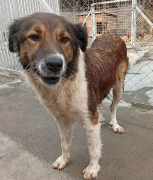 Maya, geb. ca. 2020, lebt im Tierheim in Bosnien und sucht ein Zuhause