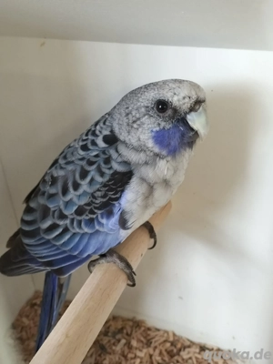 Penantsittiche Blau