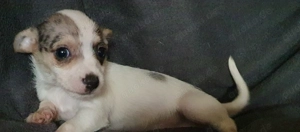 Wir dürfen Sie Welt erobern