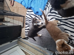 Australian shepherd welpe 