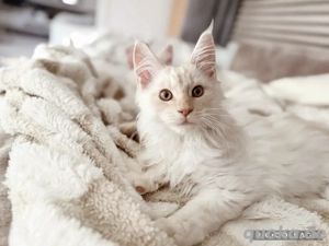 Reinrassige Maine Coon Kitten  Bild 2