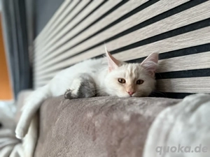 Reinrassige Maine Coon Kitten  Bild 5