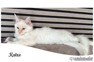 Reinrassige Maine Coon Kitten  Bild 4