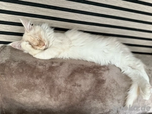 Reinrassige Maine Coon Kitten  Bild 3