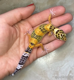 Leopardgecko Weibchen NZ 2025