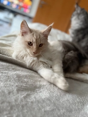 Reinrassige Maine Coon Kitten  Bild 7