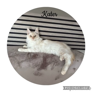 Reinrassige Maine Coon Kitten  Bild 6