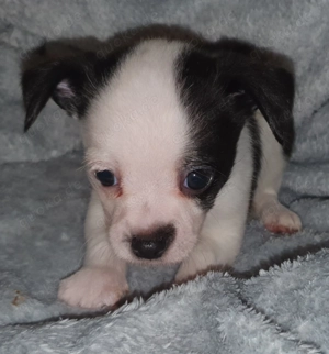 Wir dürfen Sie Welt erobern