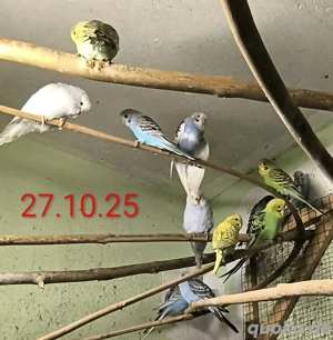 junge Wellensittiche  Bild 2