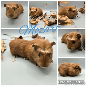 Mozart kastrierter schweizer teddy Meerschwein abzugeben