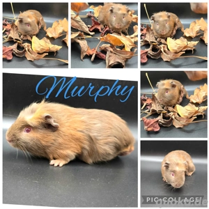 Murphy kastriertes Schweizer Teddy Meerschwein abzugeben