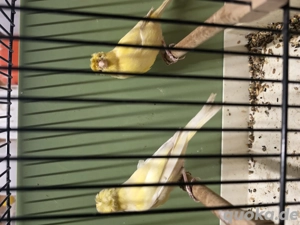 kanarienvogel Naturfarben Gelb