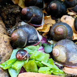 3x Acavus haemastoma   no Achatschnecke