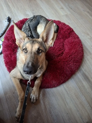 Traumhaftes Hundemädchen sucht...