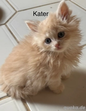 Neva Maquarade Persamix