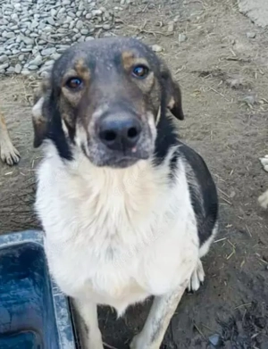 Candy - schenkst du ihr ein Zuhause für immer?