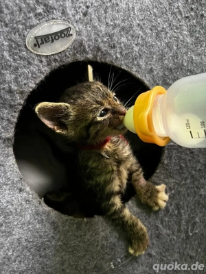 Süßes Katerbaby sucht liebevolles Zuhause 