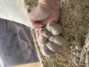 Campbell Zwerghamster 